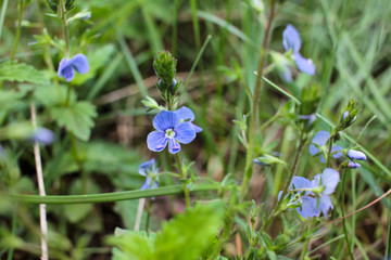 Little blue flowers in the spring forest. Veronica chamaedrys, the germander speedwell, bird's-eye speedwell, or cat's eyes medical plant