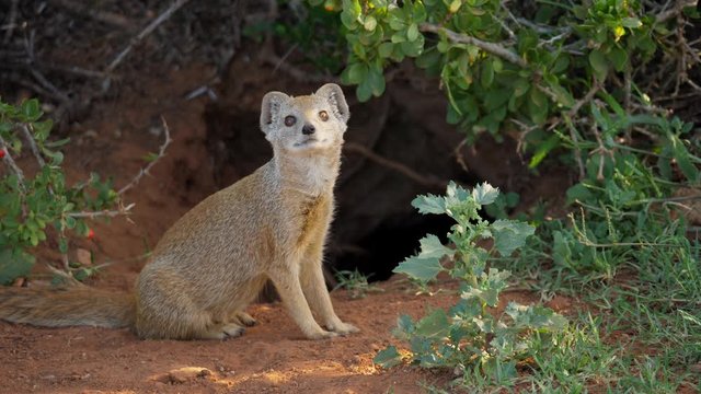 Yellow mongoose sitting outside the opening to a deep tunnel, looking around curiously at its surroundings. South African wildlife safari.