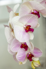 Naklejka na ściany i meble Close-up of white orchids with pink center stock photo