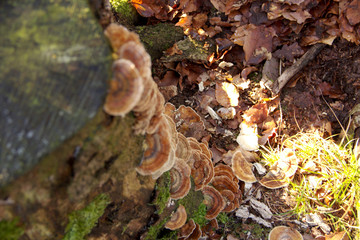 smoky bracket on a stump overgrown with moss