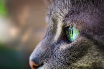 Close up view of gray tabby cat profile with green eyes. Macro photography. Close-up view of cat animal head. Focus on beautiful green eye.