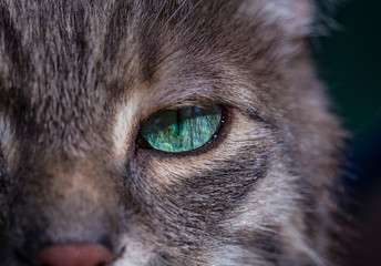 Portrait of a gray tabby cat with green eyes and pink nose. Focus on the beautiful green cat's eye....