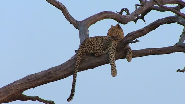 Leopard on the tree in Chobe National Park