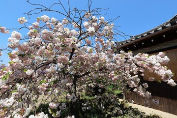 奈良の八重桜