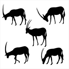 Antelope springbok. Set of isolated  black antelope on white background. Wild animal. Set of African wild gazelle with long horns. Animal design. Flat vector illustration, side view.