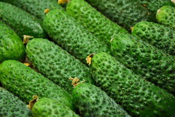Cucumbers from farmers market. Fresh cucumbers. Pickle cucumbers. Organic vegetables. Salad ingredients.