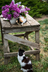 Beautiful cat on the old wooden table on sunny day in garden outdoors near the lilac flowers in vase. 