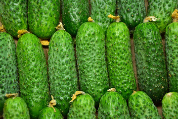 Cucumbers from farmers market. Fresh cucumbers. Pickle cucumbers. Organic vegetables. Salad ingredients.