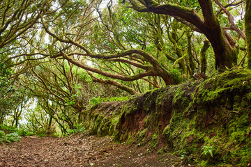 Beautiful forest in Anaga National rural park in Tenerife, Canary Islands, Spain