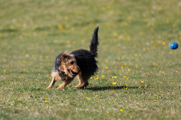 A mixed breed dog runs after a thrown ball and wants to catch it to bring back to its owner.