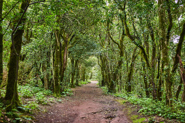 Fototapeta na wymiar Beautiful forest in Anaga National rural park in Tenerife, Canary Islands, Spain
