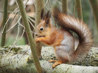 Naklejka na ściany i meble Red-brown wild squirrel in the park close-up