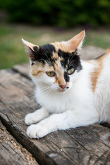 Beautiful cat on the old wooden table on sunny day in garden outdoors near the lilac flowers in vase. 