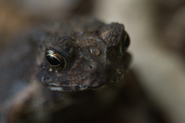 close up of a toad