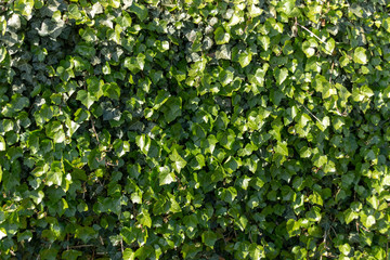 A Ivy Hedge