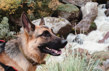German shepherd on the background of a mountain river