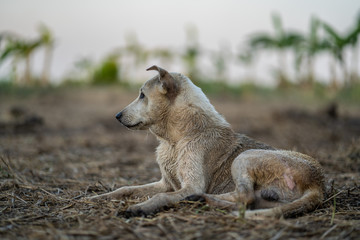 
Dogs live in nature and fields.