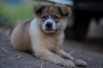 
Dogs live in nature and fields.