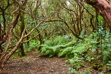 Beautiful forest in Anaga National rural park in Tenerife, Canary Islands, Spain