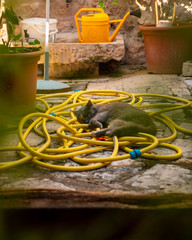 A cat basking on a yellow bathrobe in an old town in Croatia