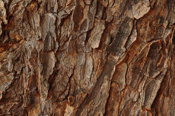 Background of cracked tree bark