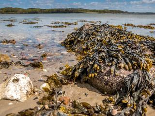 Closeup of colorful Bladder Wrack (Fucus vesiculosus)