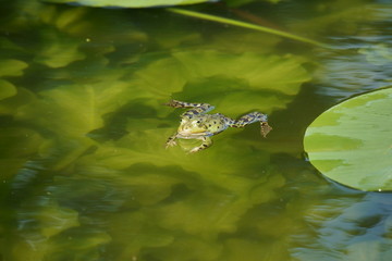 Obraz premium Frosch