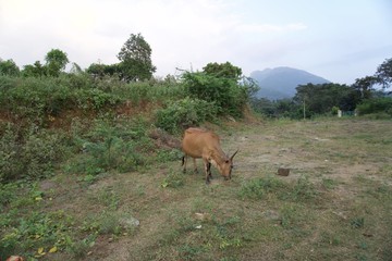 Cow in the forest 
