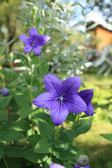 Campanula flowering plants violet color, bellflower