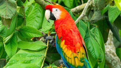 Red parrot Scarlet Macaw, Ara Macaw in the jungle of Peru, large beautiful colorful