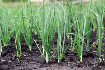 young, green onion grows in the garden
