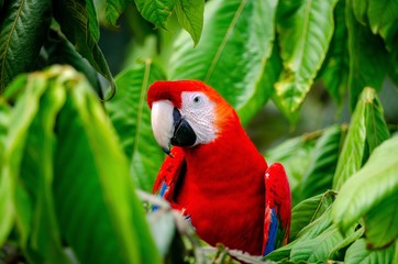 Red parrot Scarlet Macaw, Ara Macaw in the jungle of Peru, large beautiful colorful