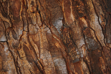 Background of cracked tree bark
