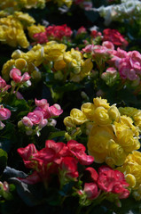 The colorful begonia flowers in the garden