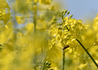 Obraz premium Bees collect pollen from flowers