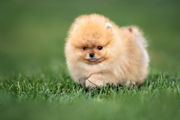 happy pomeranian spitz walking in summer