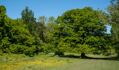 Oak tree in distance, with yellow buttercups growing in the grass, in Long Meadow, ancient water meadow in Eastcote, Hillingdon, UK. Part of the Celandine route along the River Pinn.