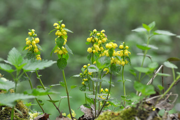 In spring, yellow deaf nettle (Lamium galeobdolon) blooms in the forest