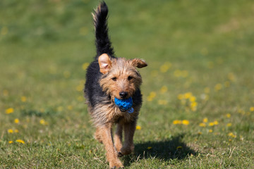A young black and brown mixed breed dog walks with a small ball in his teeth and carries it to the...