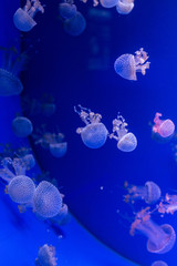 jelly fishes in aquarium