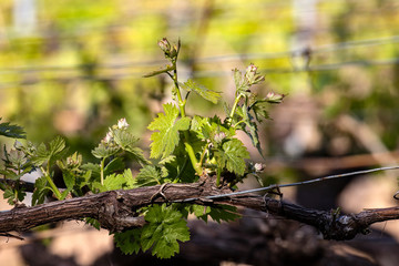 Frische Triebe im Weinberg