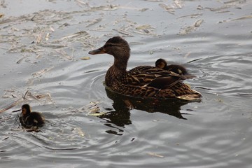 Ducks On The Pond