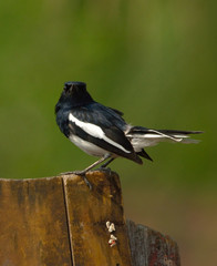oriental magpie robin bird