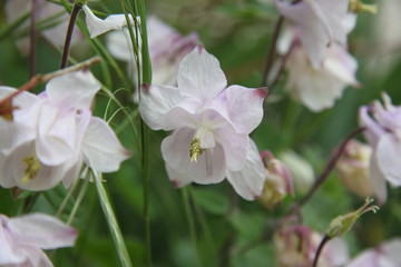 Fototapeta na wymiar Common lilac white flower blossom and blue sky 