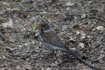 A Thrush