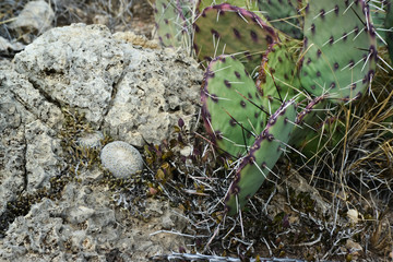 Opuntia cacti and other desert plants in the mountains landscape in New Mexico, USA