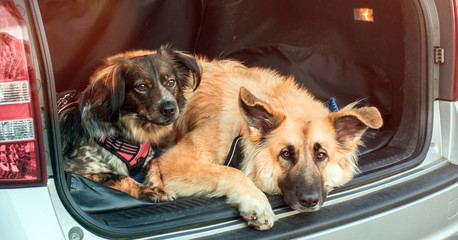 two dogs lying down in car trunk travel and vacation concept