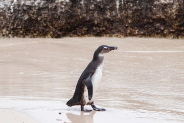 A lone penguin in the sea at Boulders Beach (Boulders Bay) in the Cape Peninsula in South Africa. The penguin colony at Boulders Beach is part of Table Mountain National Park. 