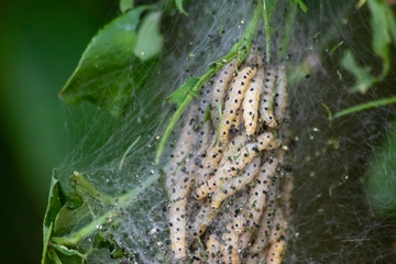 Viele Raupen der Traubenkirschen-Gespinstmotte im seidigen Kokon fressen Blätter und ganze Bäume kahl bevor sie sich verpuppen, um sich in einen schönen Schmetterling oder eine Motte zu verwandeln