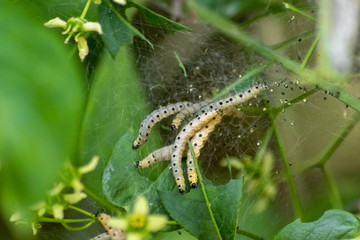 Viele Raupen der Traubenkirschen-Gespinstmotte im seidigen Kokon fressen Blätter und ganze Bäume kahl bevor sie sich verpuppen, um sich in einen schönen Schmetterling oder eine Motte zu verwandeln